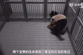 大熊猫“爱宝”分娩全记录图片