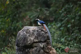 【高清组图】云南龙陵摄影爱好者拍摄到“鸟中凤凰”白腹锦鸡图片