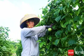 文昌东阁百香果亮相“村VA” 小果子何以“吸睛又吸金”？图片