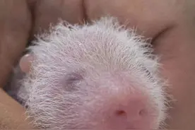 熊猫“华妮”生下双胞胎，盘点那些目前仍旅居国外的“熊猫二代”图片