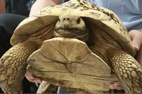 罕见！上海一小区发现40多公分“大龟”，在草丛悠闲散步，来头不小图片