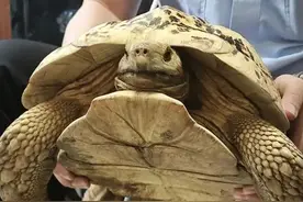 上海一小区出现长40厘米陆龟 草丛散步图片