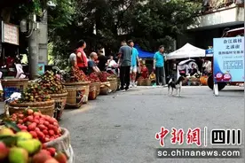 七月合江果飘香 荔枝成熟开市忙图片