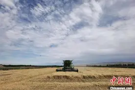 894.3公斤！石河子一麦田再创新疆冬小麦亩产新高图片