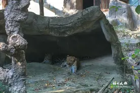 福州动物园“毛孩子”纳凉有方图片