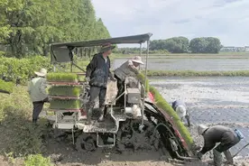 “黑科技”赋能绿色“米袋子” 无锡“农艺+农机”破解除草难图片