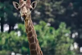 本周五开始，这些人可以免费游沈阳森林动物园！图片