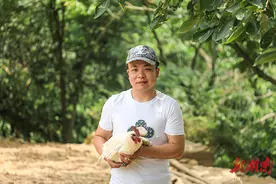会同80后小伙养“走地鸡”年销售额300万元，下个目标是带领乡亲一起富起来图片