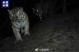 两只野生东北虎恋爱啦图片