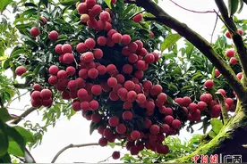 广西平南：夏蝉鸣 荔枝熟图片