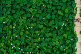 走，来泰安赏荷去！图片