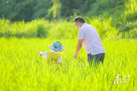 深圳小农夫，水稻“双抢”忙图片