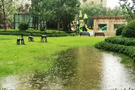 夏天的雨，入伏后的第一场暴雨图片