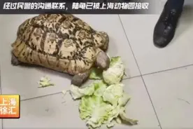 身长40厘米的大陆龟，独自在小区里散步！图片