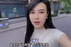 果然视频丨动物视界55——可爱独特的灰斑悬猴，你喜欢吗？图片