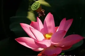 幸福需要勤劳的付出图片