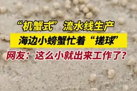 7月8日，山东日照，海边小螃蟹忙着“搓球”，网友：这么小就出来工作了？@老六赶图片