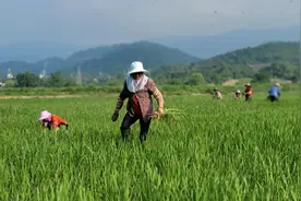 农业保险不能让农民受了灾却“没法赔，赔不了” | 新京报专栏图片