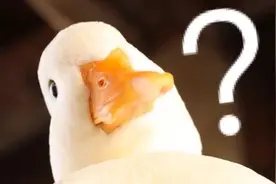 为啥我的身份证是“X”？图片