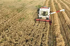 又是一年收麦季图片