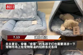 宠物也需降温？夏日宠物消暑用品销售火热图片