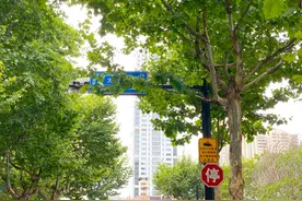 建立数据库、“一点位一方案”……多部门联合解决“树牌”矛盾图片