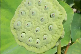 荷花发言：莲子能种出我吗？可以！图片