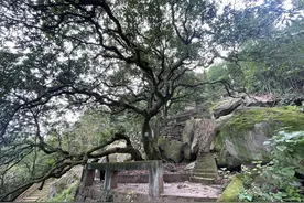 时隔11年，四川千年荔枝树再结新果！系一级古树，世代传为贡荔，当地加强保护图片