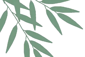 入伏后该养生了！中医推荐这5款中药代茶饮图片