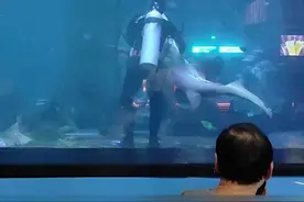 海洋馆鲨鱼疑似被噎住，潜水员下水用海姆立克法急救。网友：一时不能判断谁更危险图片