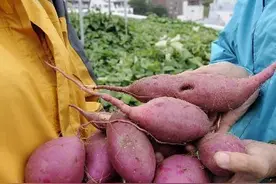 日媒：日本小学“屋顶农场”实现大丰收图片