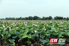 致敬高温下的劳动者！实拍益阳黄金湖烈日下的采莲人图片
