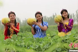 新疆巴州戈壁滩上瓜果香 两千余亩“老汉瓜”迎来丰收季图片