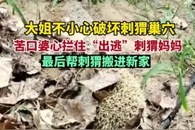 大姐不小心破坏刺猬巢穴，苦口婆心拦住“出逃”刺猬妈妈，最后帮刺猬搬进新家图片