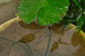 荷花正当时，养荷的遇土浮、多蚊虫，该怎么办？丨园艺“门诊”图片