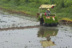 云梦：稻虾生态种养 生态园里插秧忙图片