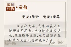 【人间有味在徽州④】贡菊，秀美黄山的“金名片”！图片