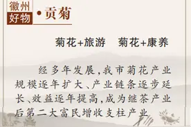 【人间有味在徽州④】贡菊，秀美黄山的“金名片”！图片