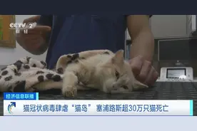 超30万只猫死亡！猫冠状病毒蔓延“猫岛” 致死率约90%图片