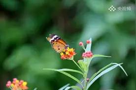 梦幻！云南元江迎蝴蝶爆发期似童话仙境图片