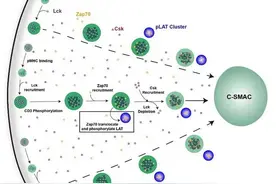 研究揭示T细胞抗原刺激信号放大与衰减机制图片