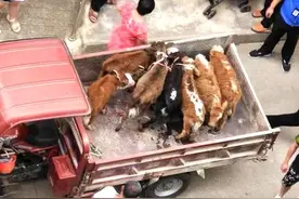 5楼住户养了7头牛 现场探访：保安24小时值守，不让牛儿进小区图片