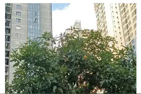 街头大量出现，专家提醒：不可食用！图片