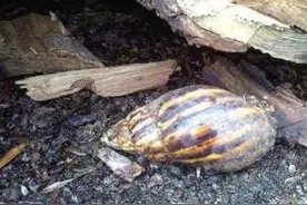 雨后这种动物千万别碰，寄生虫多到数不清图片