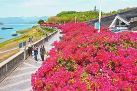 引育10年 三角梅终绽放重庆图片