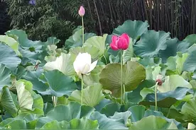 人在旅途|我爱红莲图片