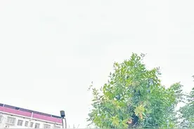 天地娘亲，念起儿时夏天总为我们摇蒲扇，舍不得责怪，鼓励前行图片