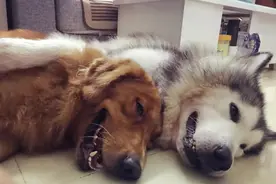 为什么有时候睡多了反而感觉没精神？图片