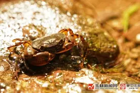 优秀！广西17岁少年发现新物种图片