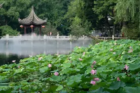 古猗园荷花睡莲已进入盛花期图片